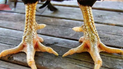 Cách xem vảy gà đá chuẩn xác nhất để chiến thắng trong cá trận đấu